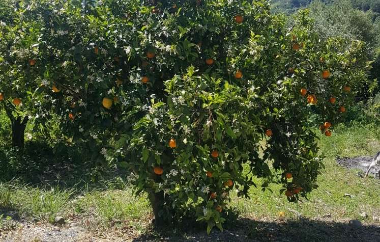 Alberi da frutta biologici